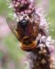 Phasia hemiptera